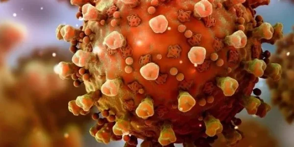 Efectos en el sistema inmunológico Efectos en el sistema inmunológico